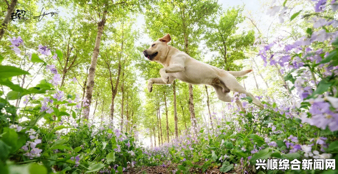 ZoomZookeeper狗：探索自然的激情与奇迹，带你领略每一刻的灵动与欢愉！