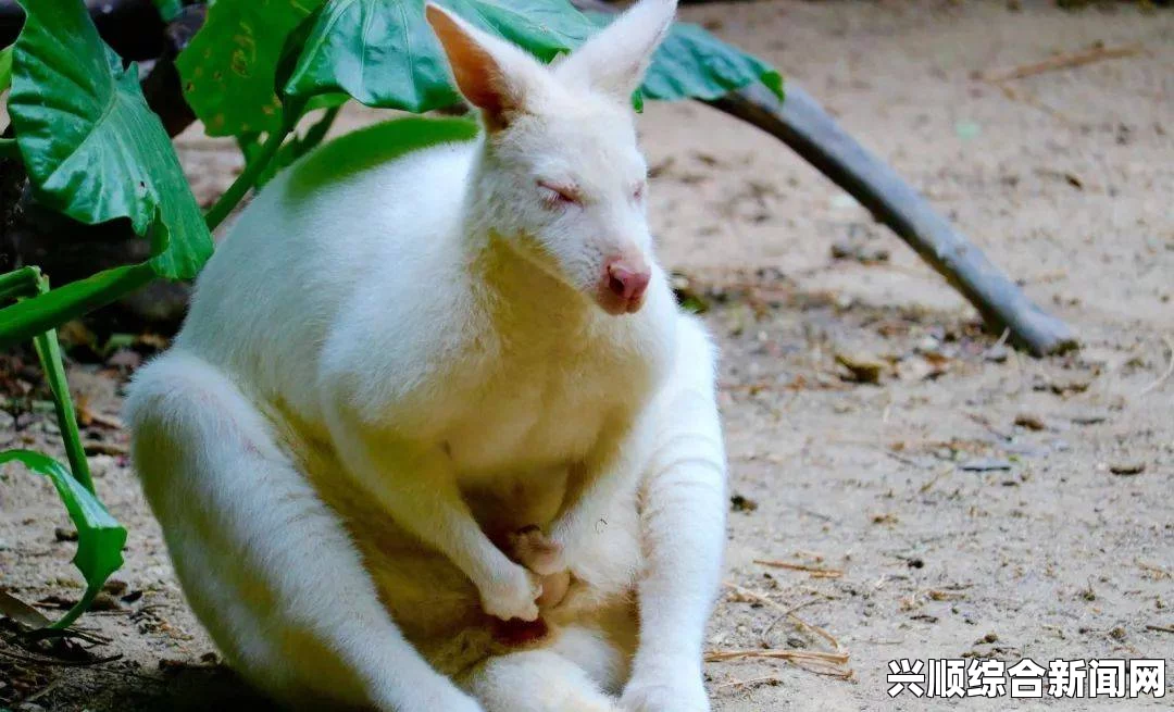 澳夫妇拍到罕见白色袋鼠 专家称或系基因突变