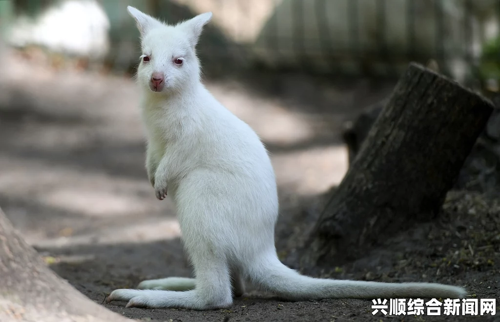 澳夫妇拍到罕见白色袋鼠 专家称或系基因突变