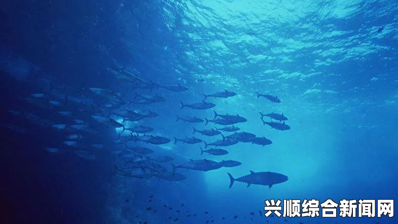 探索鱼鱼至猾的视频 VK：感受水下世界的神秘与激情，让每一帧都充满无限惊喜！