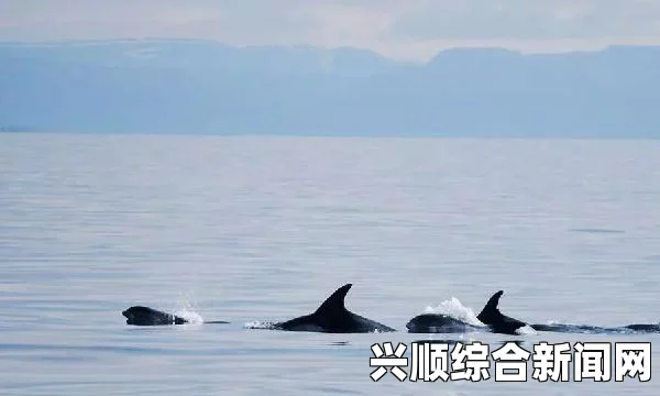 探索鱼鱼至猾的视频 VK：感受水下世界的神秘与激情，让每一帧都充满无限惊喜！