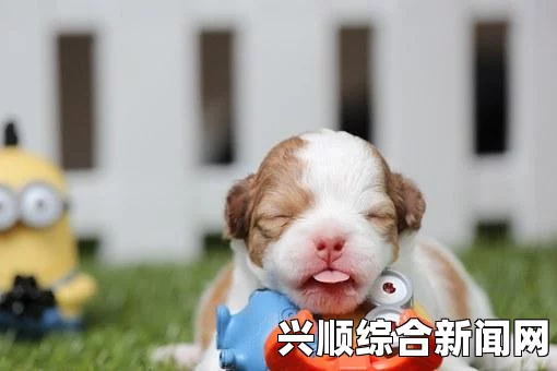 勇敢小骑士，双人游戏的奇幻冒险