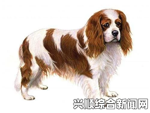 勇敢小骑士，双人游戏的奇幻冒险