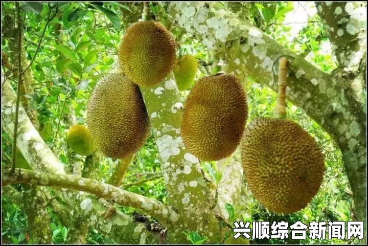 魔兽世界7.25版本克罗米阵营声望获取方法