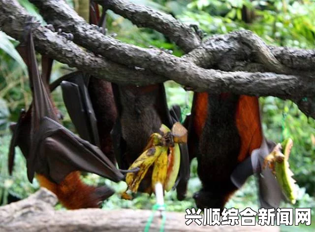 泰国香蕉园现稀有蝙蝠 色彩艳丽濒临灭绝