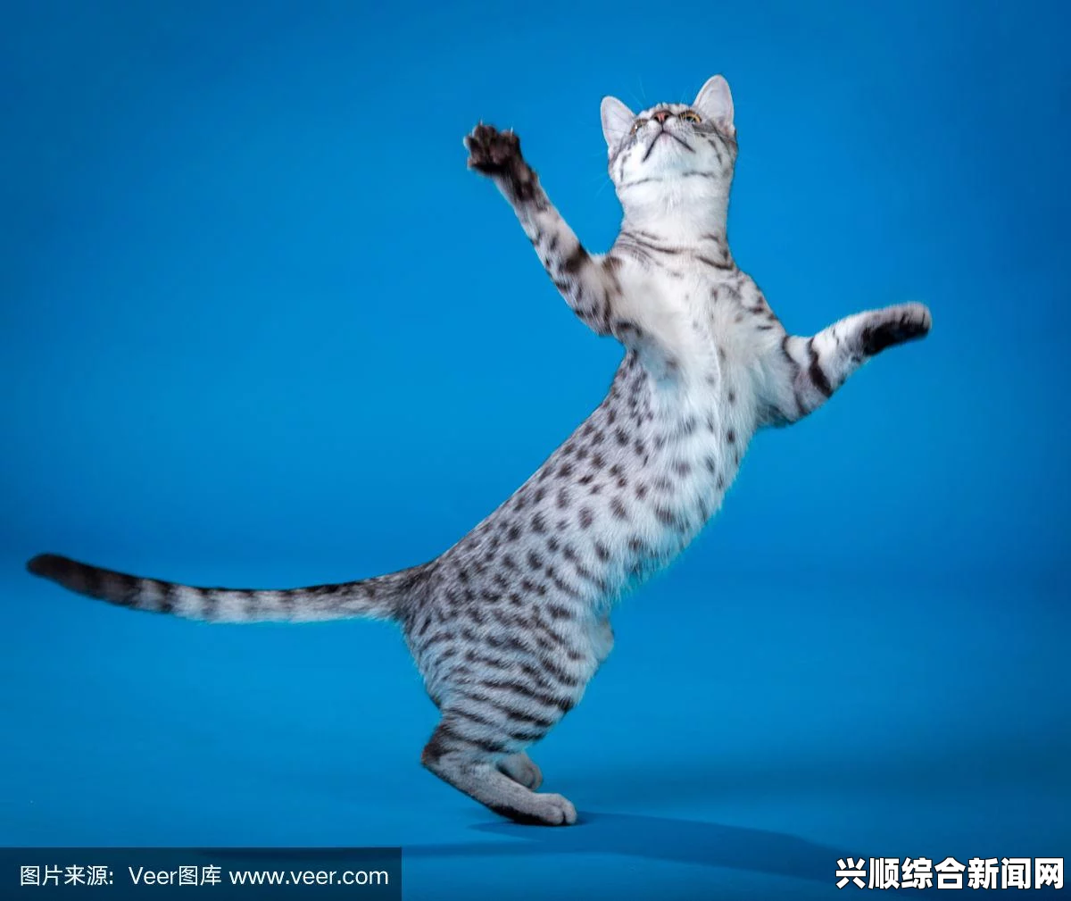 埃及猫舞蹈黄颜色：色彩与文化交织下的深度解析与网友热烈讨论