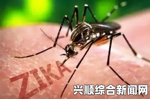 记者在巴西亲历寨卡疫情，防蚊液一扫而空