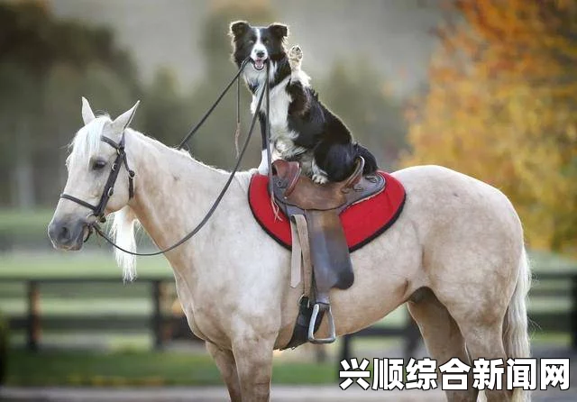 狗与人的搭配方式，是否与马和人的相似？