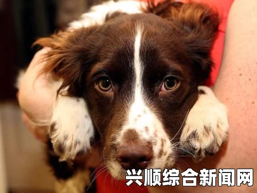 狗与人的搭配方式，是否与马和人的相似？