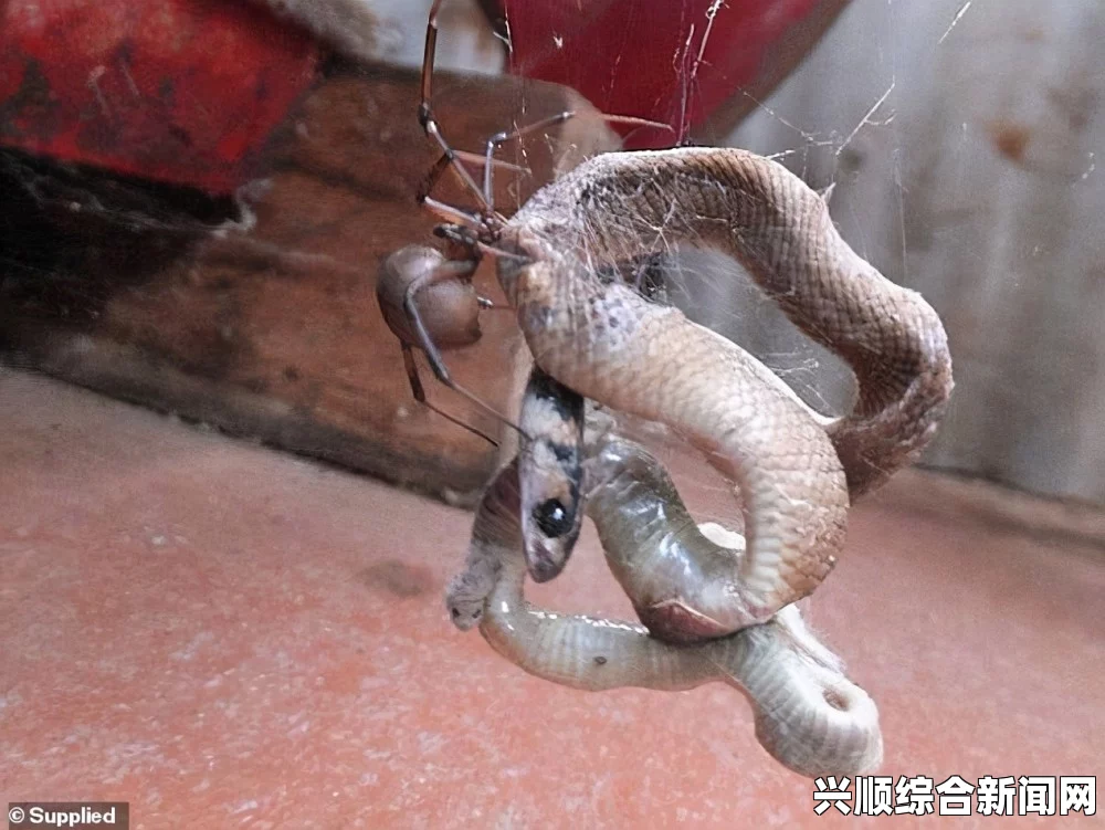 组图，澳洲小蜘蛛大战棕蛇——生死较量现场实录