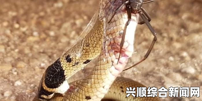 组图，澳洲小蜘蛛大战棕蛇——生死较量现场实录