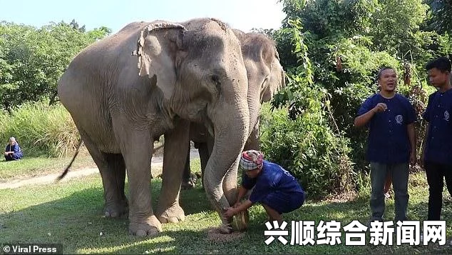 英国游客与女儿骑大象游玩，不幸遭遇悲剧