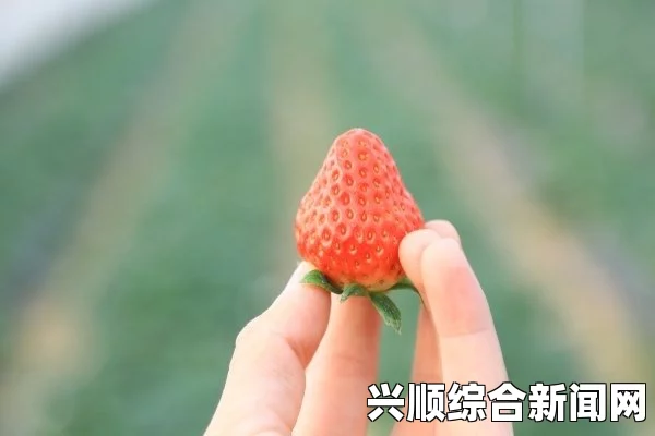 草莓视频，与你心灵共振，激发激情之旅，让每一刻都充满惊喜与理解！