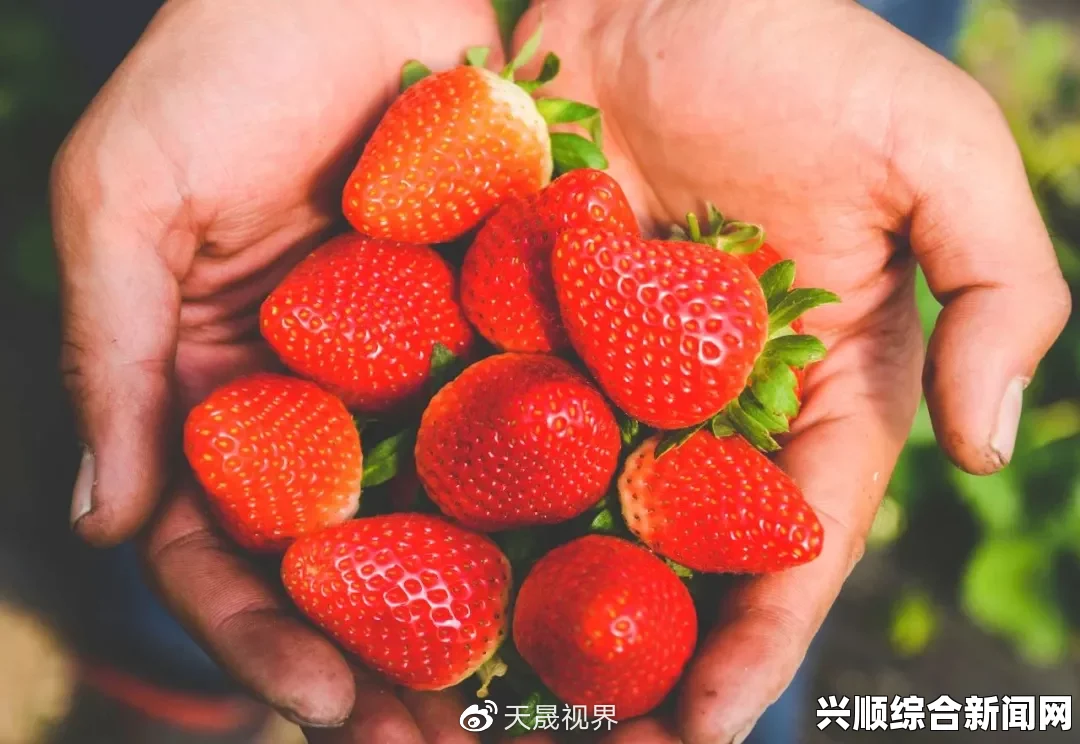 草莓视频，与你心灵共振，激发激情之旅，让每一刻都充满惊喜与理解！