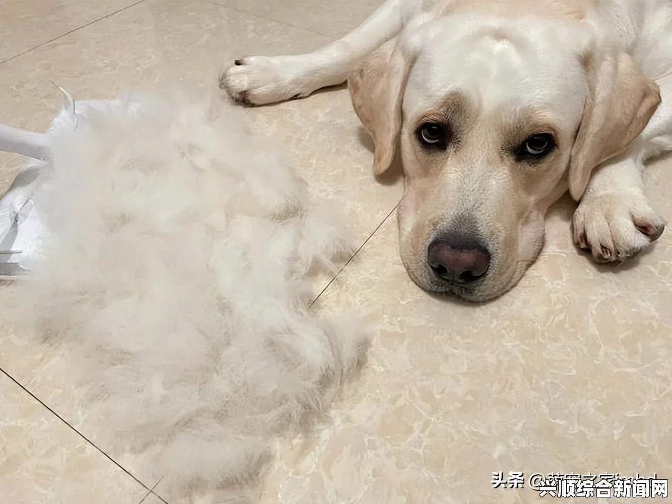 狗狗器硬长的原因分析：宠物主人的必读指南