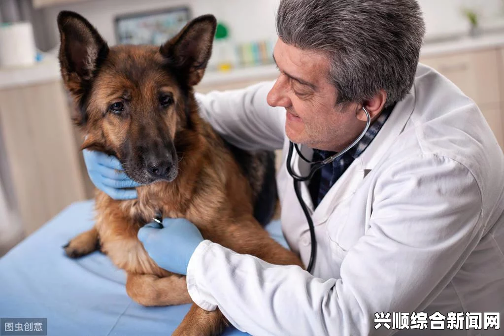 狗狗器硬长的原因分析：宠物主人的必读指南