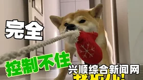 揭示“某某”基因的奥秘：从“精品人”到“猪”和“狗”的DNA研究