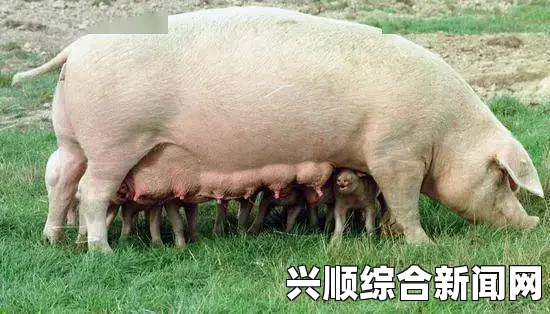 孤岛惊魂5弓箭使用指南，探寻最佳弓箭之选