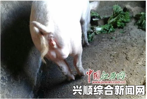 纳米比亚狗头猪怪物袭击家畜事件引发全球关注热潮