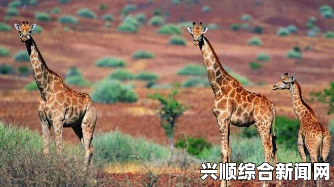 丹麦动物园长颈鹿事件深度解析与回顾