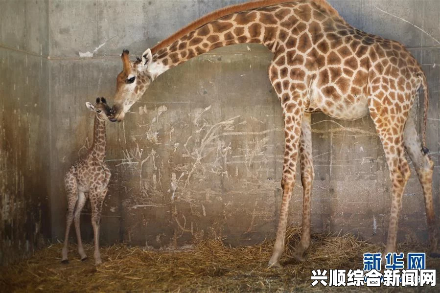 一、丹麦动物园长颈鹿事件回顾
