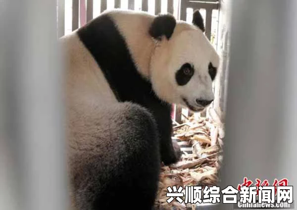 成都两只大熊猫抵达比利时，首相亲自接机