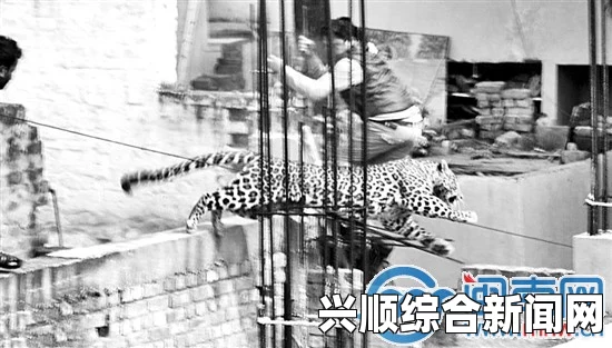 印度一电影院遭猎豹袭击，致六人受伤