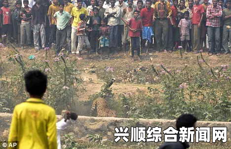 印度一电影院遭猎豹袭击，致六人受伤