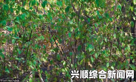 揭秘动物隐身术，近在咫尺却难以察觉的神秘技能