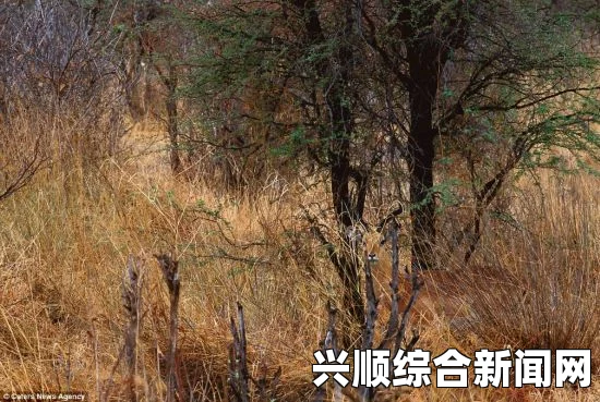 盘点动物的那些隐身术，近在咫尺却无法发现