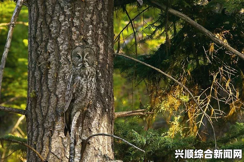 盘点动物的那些隐身术，近在咫尺却无法发现