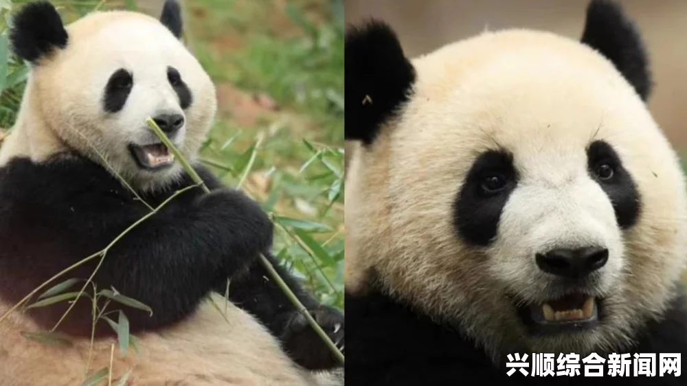 英媒，中国以大熊猫外交换取资源和技术