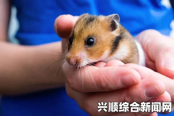 美国艺术家体验仓鼠人生活，探寻独特的艺术之旅