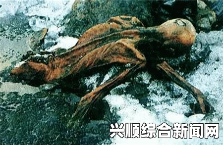 阿尔卑斯山融冰揭示惊人发现，80名一战士兵遗体惊现冰层之下（图文报道）