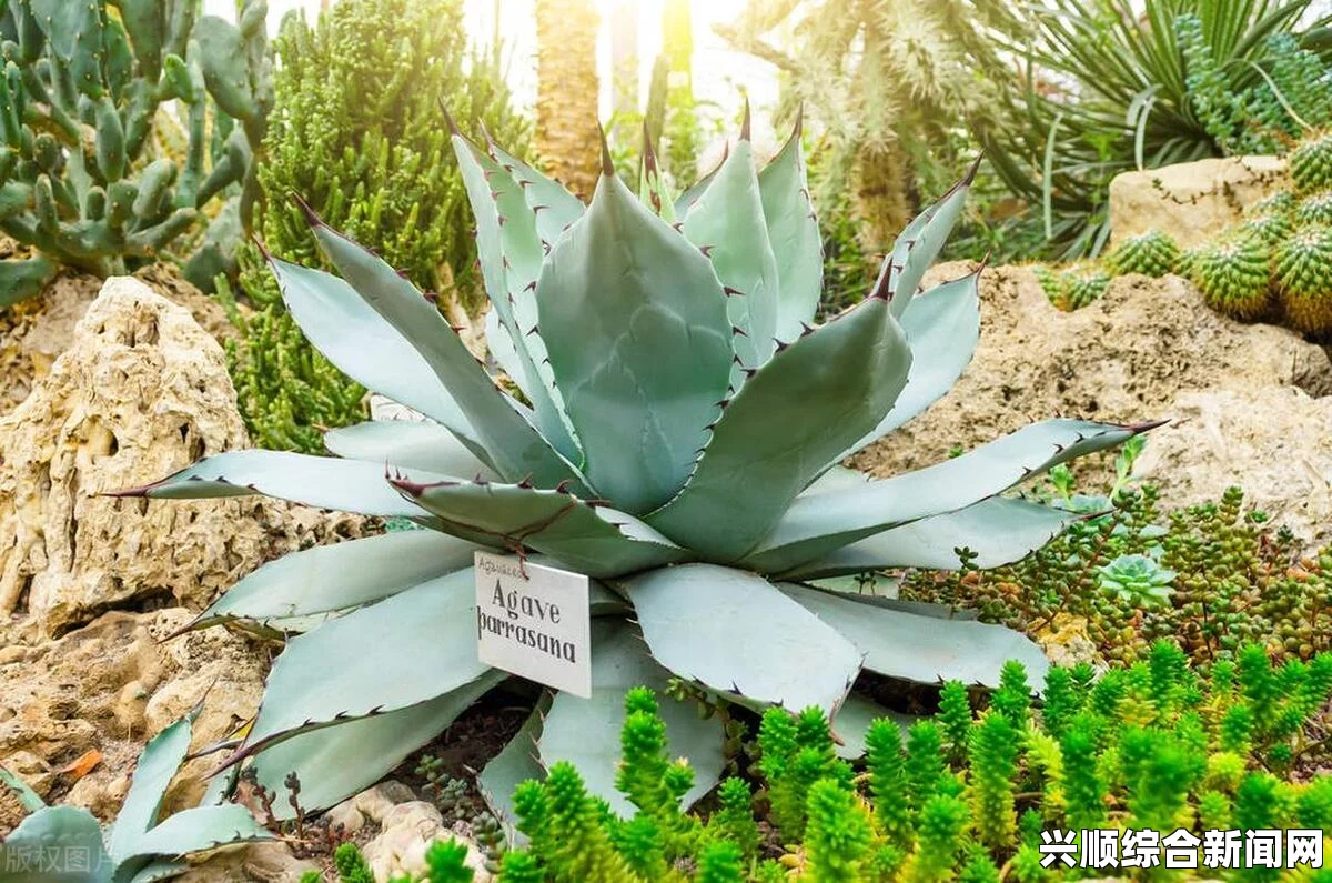 剑士干旱地带植物种植选择与适应策略探讨