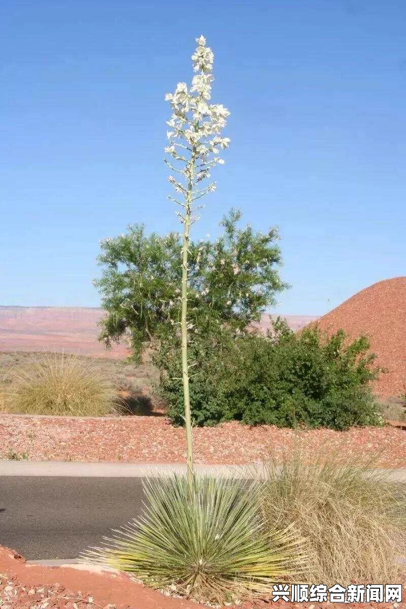 剑士干旱地带种植的植物选择与适应策略