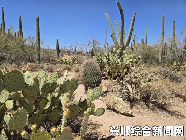 剑士干旱地带种植的植物选择与适应策略
