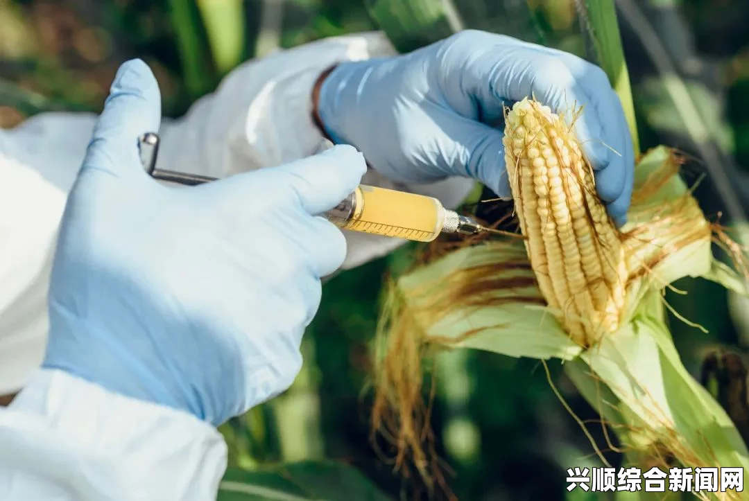法国农业部禁止国内种植MON810转基因玉米，农业政策调整引发关注