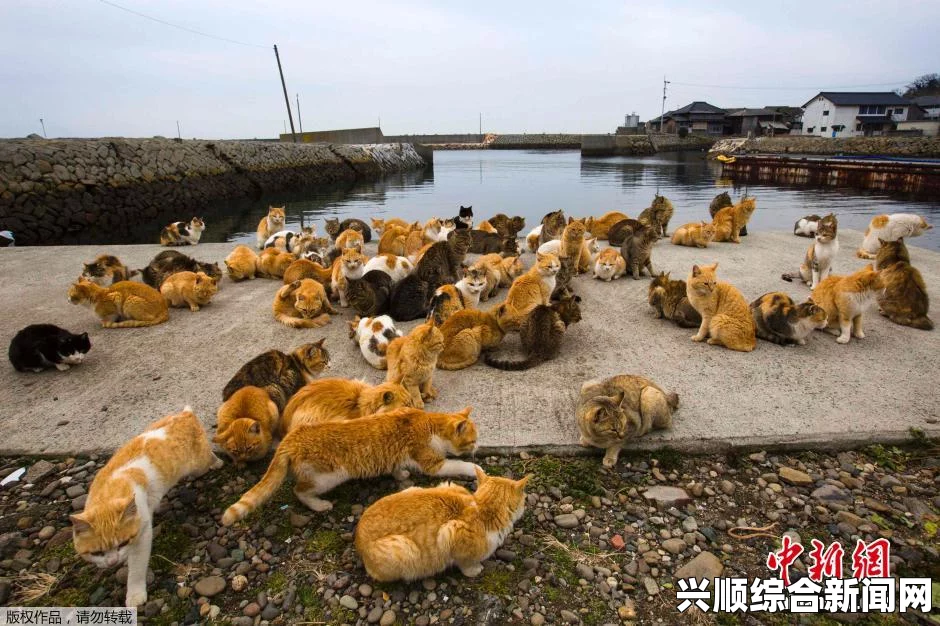 日本爱媛县独特小岛，猫群繁衍生息，人类住户稀少