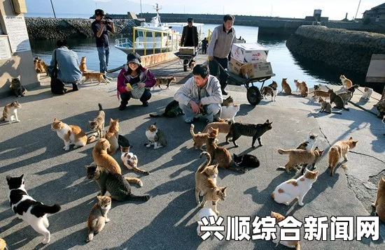 日本爱媛县独特小岛，猫群繁衍生息，人类住户稀少