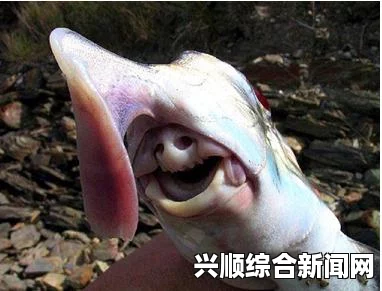 德国科学家发现神秘四眼怪鱼，无与伦比的360度全视觉生物揭秘