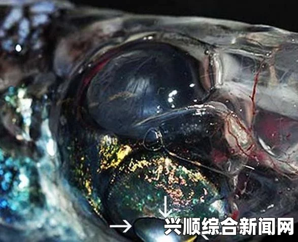 德国科学家发现神秘四眼怪鱼，拥有无与伦比的360度全视觉