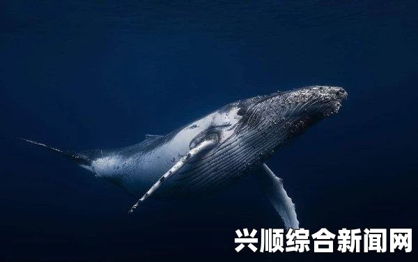 蓝鲸发明者终入狱，多国对家长发出相关警告