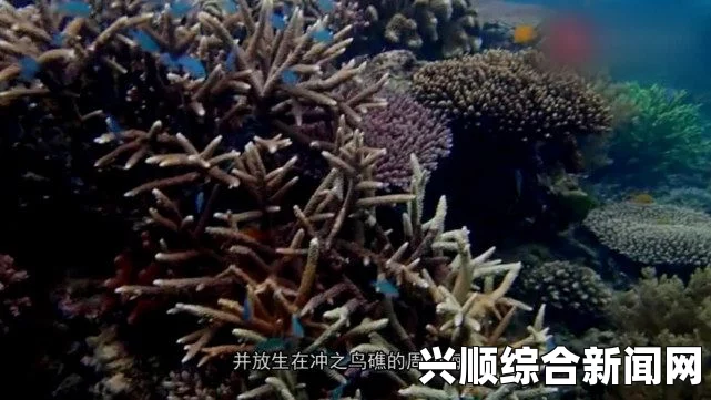 日本横滨海洋乐园，五万沙丁鱼共舞梦幻水下樱花奇观