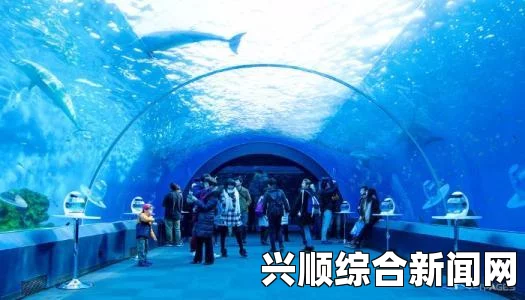 日本横滨海洋乐园，五万条沙丁鱼编织梦幻水下樱花