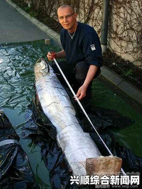 墨西哥浅海惊现活皇带鱼，传说中的海洋神秘生物重现