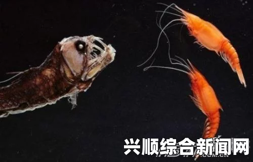 墨西哥浅海惊现活皇带鱼，传说中的海洋神秘生物重现