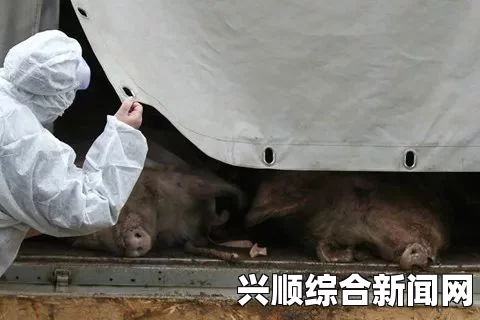 日本急性猪传染病蔓延至21个县，约4万头猪死亡—疫情严峻，防控措施刻不容缓
