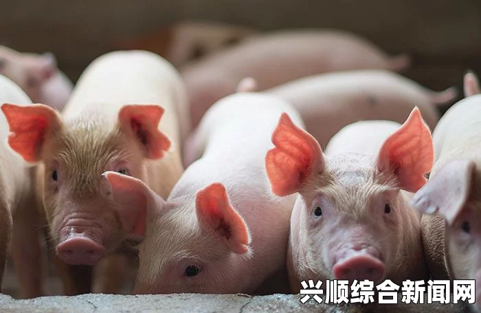 日本急性猪传染病蔓延至21个县，约4万头猪死亡—疫情严峻，防控措施刻不容缓