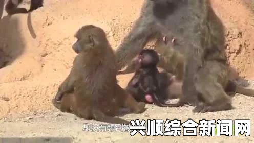 狒狒父亲从温柔母狮口中救出小狒狒，英勇瞬间的全过程